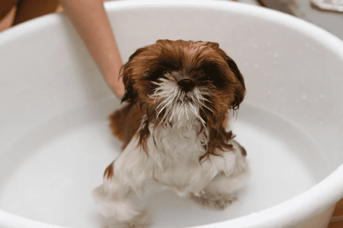 איך לקלח את הכלב - דוגפיט שייפ