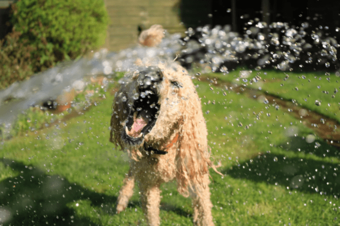 איך לקלח כלב