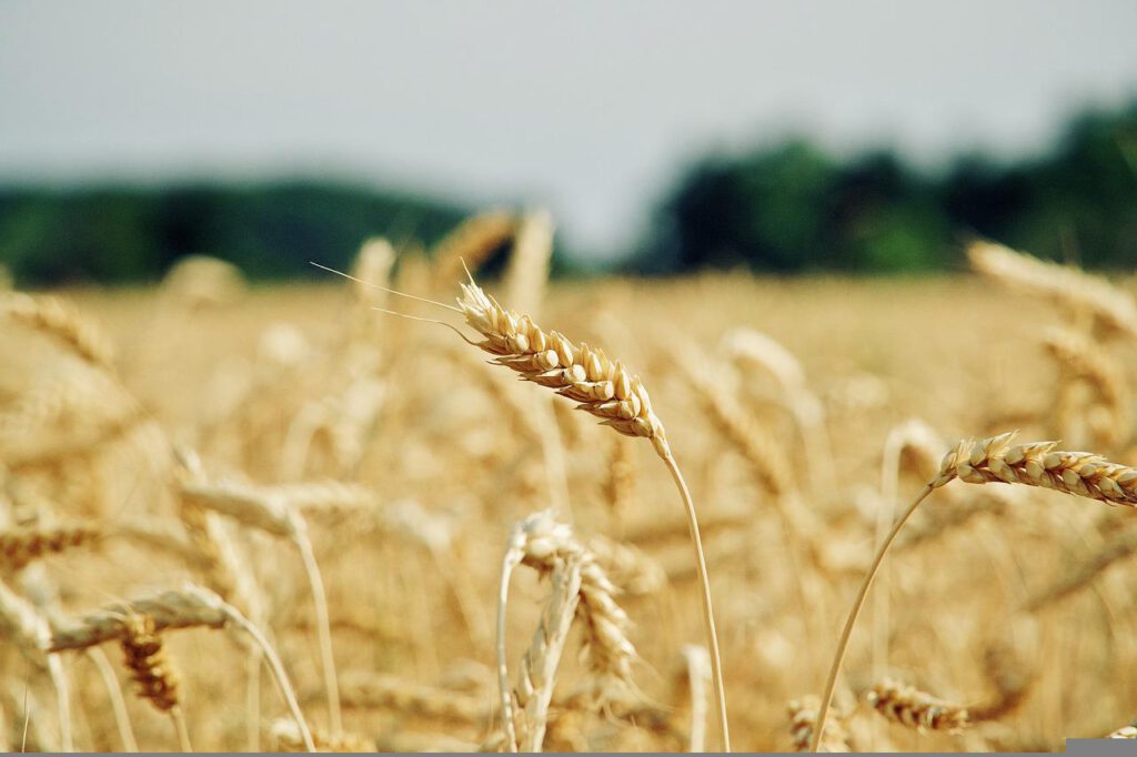 wheat, cereal grains, field-6710447.jpg